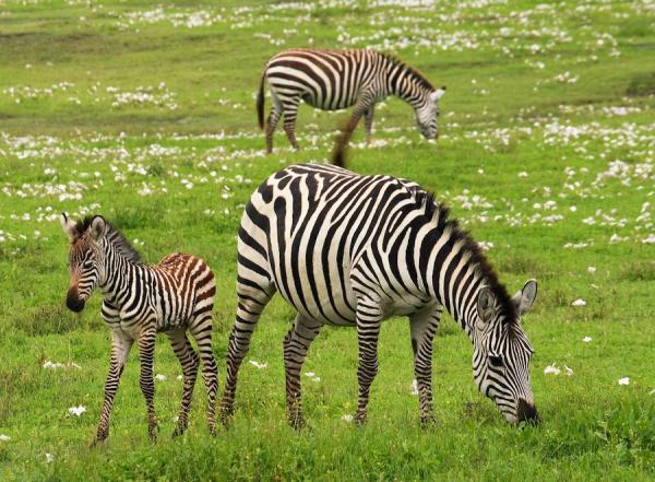 Les Somaliens exportaient des zèbres, des girafes, des chevaux, d’autres animaux exotiques, de l’encens et de l’ivoire à la dynastie Ming de Chine, tandis que les Chinois faisaient le commerce de marchandises en céladon, de mousquets et d’épices. (Image : pixabay / CC0 1.0)