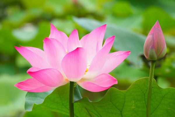 Fleur de Lotus. (Image: Hugo_ob / Pixabay)