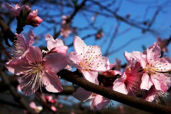 Fleur de prunier. (Image: Qiye / Pixabay)