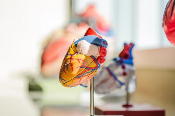 Le cœur, les reins, les poumons et le foie d’une personne peuvent se vendre pour un total allant jusqu’à 750 000 dollars. (Image: Pixabay/ CC01.0)