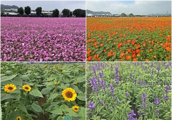 Les belles fleurs exposées au Festival international de tapis de fleurs de Taichung 2020. (Image : Julia Fu / Vision Times)