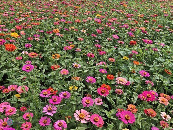 Plus de 250 000 fleurs de 10 espèces ont été exposées au festival des fleurs. (Image : Julia Fu / Vision Times)