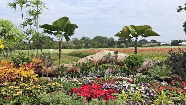 Installation de fleurs magnifiquement arrangées au Festival international de tapis de fleurs de Taichung 2020. (Image : Billy Shyu / Vision Times)