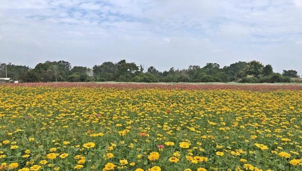 Il y avait diverses espèces de fleurs cosmos exposées au Festival annuel des fleurs à Taichung. (Image : Billy Shyu / Vision Times)