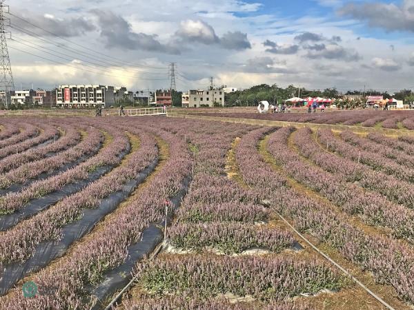 Certains plants de mesona ont été disposés en lignes courbes de façon à créer l'atmosphère d'une œuvre d'art. (Image: Julia Fu /Vision Times)