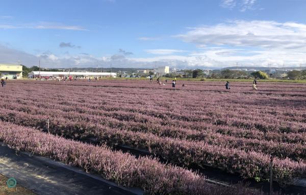 Le champ de fleurs de Mesona dans le district de Yangmei de la ville de Taoyuan. (Image: Julia Fu / Vision Times)