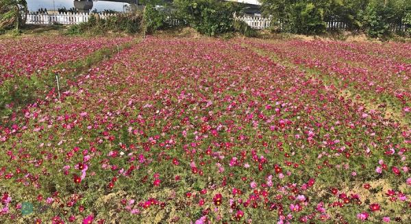 D'autres belles fleurs sont exposées au Festival des fleurs de mesona. (Image: Billy Shyu / Vision Times)