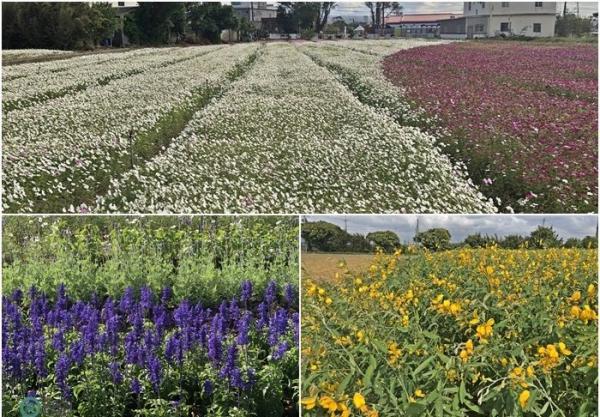 Le festival des fleurs met en vedette d’autres fleurs comme le cosmos, la lavande et le tournesol. (Image: Billy Shyu / Vision Times)