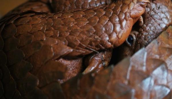 Les pangolins chinois sont au bord de l’extinction a cause du braconnage et du trafic. (Image : Global Wildlife Conservation / flickr / CC BY 2.0 )