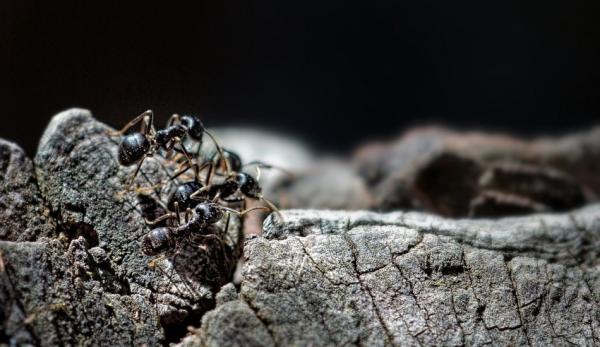 Les pangolins se nourrissent principalement de termites et de fourmis. (Image : pixabay / CC0 1.0)