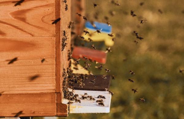 Lorsqu’un apiculteur décédait, les abeilles en étaient informées. (Image : Pixabay)