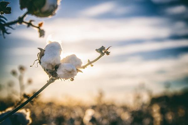 La fleur de coton, de couleur ivoire, est composée de cinq pétales. Ses fruits sont des capsules ovoïdes à quatre ou cinq loges, contenant chacune six à douze graines. (Image : bobbycrim / Pixabay)