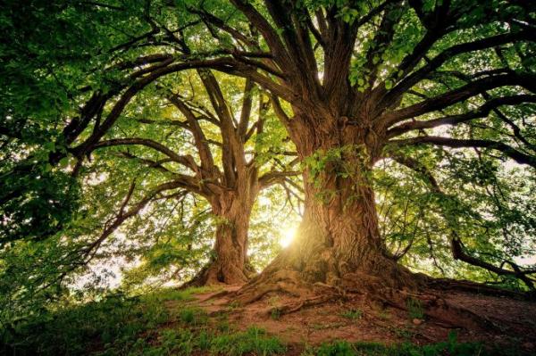 Le majestueux pin Bristlecone. Les arbres peuvent être considérés comme des créatures très anciennes par rapport aux humains. (Image : jplenio / Pixabay)