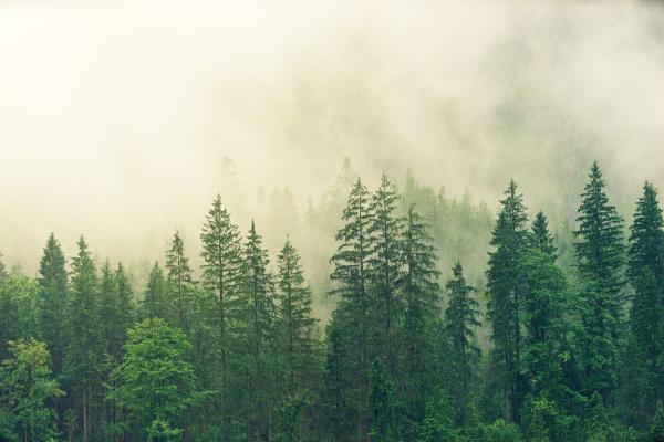 Les arbres d'une région peuvent communiquer entre eux. (Image : jplenio / Pixabay)