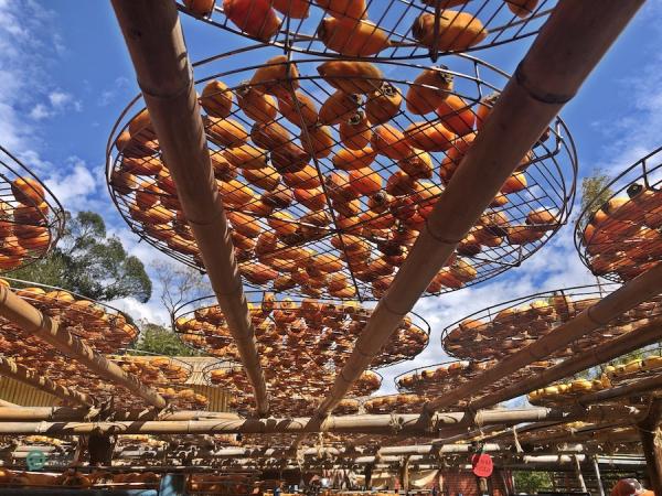 Les kakis sont placés sur des supports en bambou pour sécher au soleil après avoir été pelés. (Image : Billy Shyu / Vision Times)