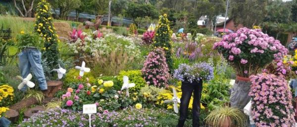 Plus de 100 espèces différentes de fleurs et de plantes sont exposées dans l'exposition florale. (Image : avec l'aimable autorisation de Chen Xiuluan)