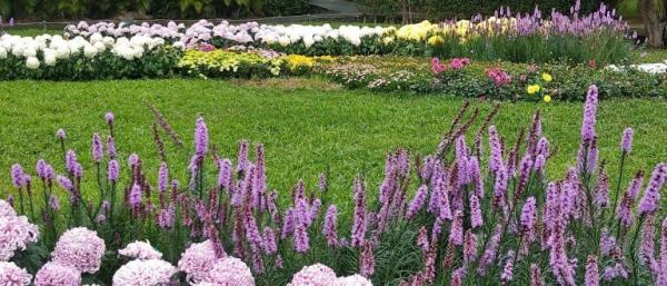 Taipei Shilin Residence Chrysanthemum Show étonne toujours les visiteurs avec des fleurs colorées chaque année. (Image : avec l’aimable autorisation de Chen Xiuluan)