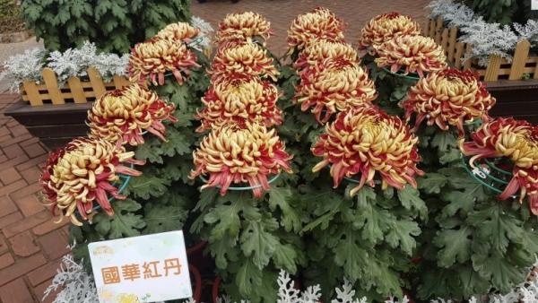 De nombreux chrysanthèmes colorés sont exposés au salon des chrysanthèmes de la résidence Taipei Shilin 2020. (Image : avec l’aimable autorisation de Xu Ninag)
