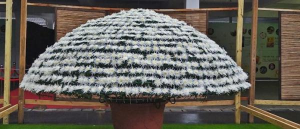 Cette plante unique de chrysanthème Da-Li porte plus de 1407 fleurs à l'exposition florale de Taipei. (Image : avec l'aimable autorisation de Li Jihong)