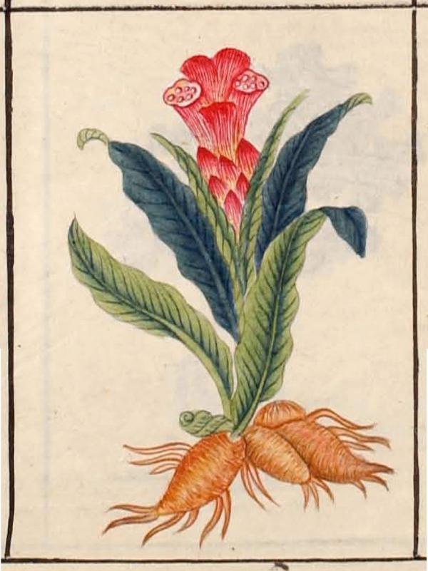 llustration d’une plante telle qu’elle se trouve dans le « Compendium Materia Medica » de Li Shizhen. L’ouvrage classique de Li Shizhen est composé de cinq volumes et contient plus d’un millier d’illustrations. (Image : wikimedia / Domaine public)