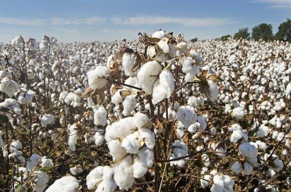  Le Xinjiang produit 20 % du coton mondial. (Image : Jim Black / Pixabay)