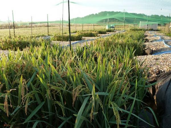 Selon une récente étude sur le riz menée par Angelia Seyfferth, des éléments comme l’arsenic et le cadmium peuvent être présents dans les rizières où le riz est cultivé. (Image : Matt Limmer)