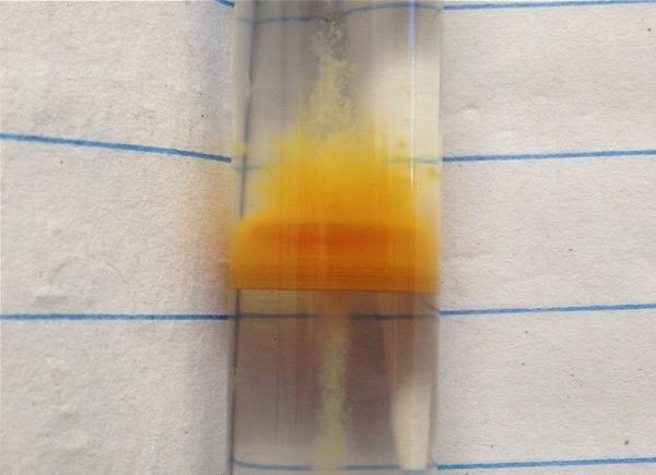 Tube à gradient montrant la croissance de bactéries oxydant le fer, provenant des racines de riz. (Image : Gretchen Dykes)