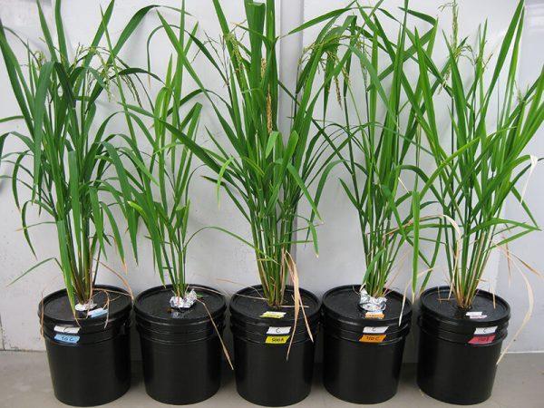 Plants de riz en culture hydroponique, c’est-à-dire dans un substrat neutre et inerte , avec différentes concentrations d’arsenic et de silicium. (Image: Matt Limmer)