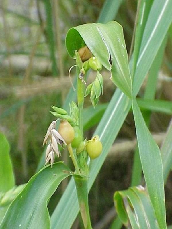 La larme de Job (Coix lacryma-jobi), également connue sous le nom de millet adlay, est une plante tropicale vivace à hautes tiges céréalières de la famille des Poaceae (famille des graminées). (Image : wikimedia / CC-BY-SA-3.0)