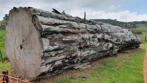 A l’aide d’un ancien rondin de kauri (arbre de la famille des araucariacées) de Ngāwhā, en Nouvelle-Zélande, les scientifiques ont daté le moment et les impacts environnementaux du dernier changement de pôle magnétique. (Image : Nelson Parker / www.nelsonskaihukauri.co.nz)