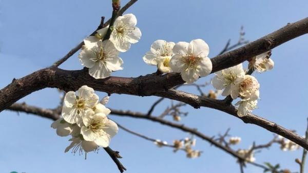 Taiwan est connue pour ses belles fleurs de prunier. La fleur de prunier symbolise l’esprit de résilience face à l’adversité. C’est la fleur nationale de Taïwan (Image : Billy Shyu / Vision Times)