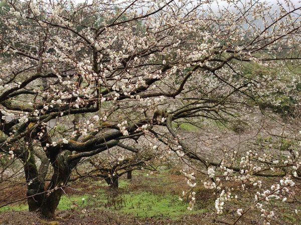 Les belles fleurs de prunier dans le canton de Xinyi, dans le comté de Nantou, dans le centre de Taiwan. (Image : avec l’aimable autorisation de Zhang Bingqian)