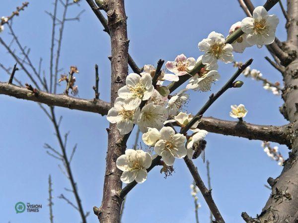 Les fleurs de prunier à la résidence officielle de Taipei Shilin. (Image : Billy Shyu / Vision Times)