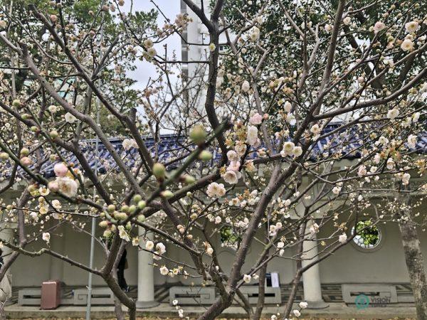 Le prunier rose Gong-Fen fleurit dans la résidence officielle Shilin à Taipei. (Image : Billy Shyu / Vision Times)