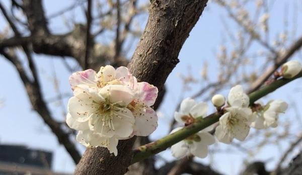 Les fleurs de prunier sont particulièrement importantes pour les Taiwanais en raison de la situation politique particulière du pays. (Image : Billy Shyu / Vision Times)