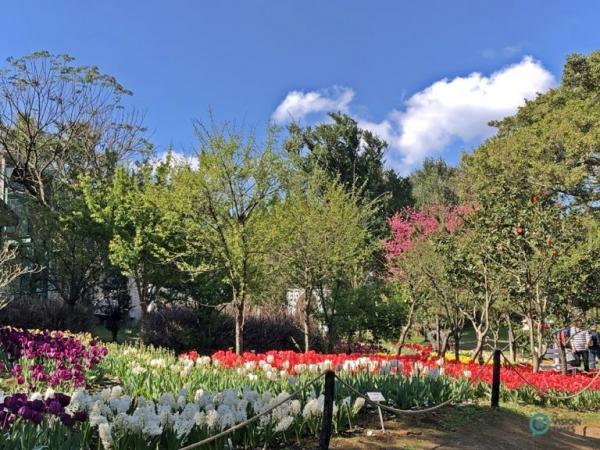 Les splendides tulipes exposées au centre d’expérimentation floricole de Taipei. (Image : Julia Fu / Vision Times)
