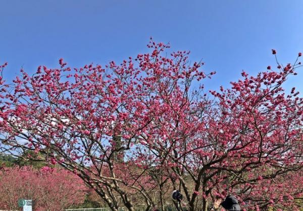 Les superbes fleurs de cerisier au centre d’expérimentation de la floriculture de Taipei. (Image : Julia Fu / Vision Times)