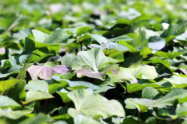 La valeur nutritionnelle des feuilles de patate douce est élevée. (Image : manseok Kim / Pixabay)