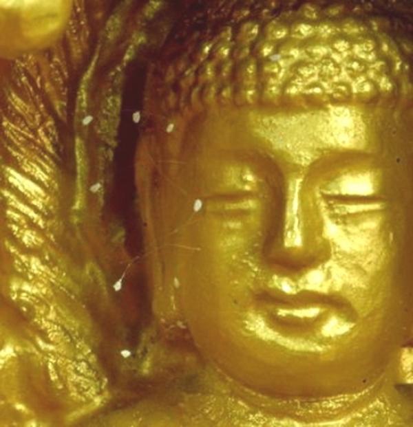 Fleurs d’udumbara trouvées sur une statue de Bouddha en Corée du Sud. (Image : Capture d’écran / YouTube)