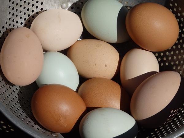 Les coquilles d’œufs s’avèrent utiles pour nettoyer, jardiner et prendre soin de la peau. Saines, économiques et écologiques, il existe 10 manières différentes de les réutiliser. (Image : RosieLea / Pixabay)