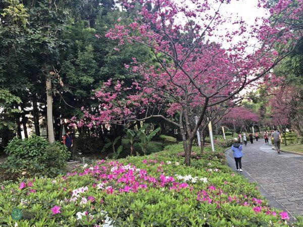 De nombreux cerisiers et azalées sont en pleine floraison au parc commémoratif de Chiang Kai-shek. (Image : Billy Shyu / Vision Times)