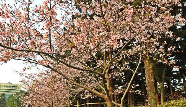 Fleurs de cerisier au parc commémoratif de Chiang Kai-shek. (Image : Billy Shyu / Vision Times)