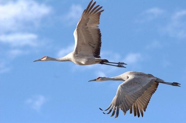 La vallée de la rivière Platte, dans le Nebraska, est le témoin de la plus grande migration de grues au monde. (Image : Marlin Greene / Pixabay)