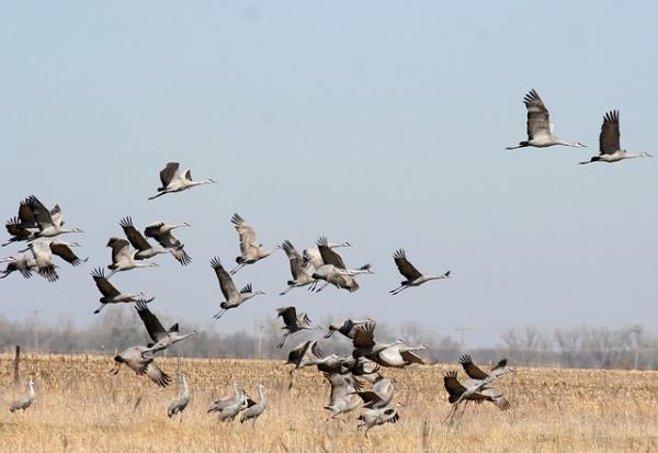 En tant qu’oiseaux migrateurs, les grues parcourent de longues distances à la fin de chaque hiver pour rejoindre les régions arctiques et subarctiques. (Image : ladymacbeth / Pixabay)