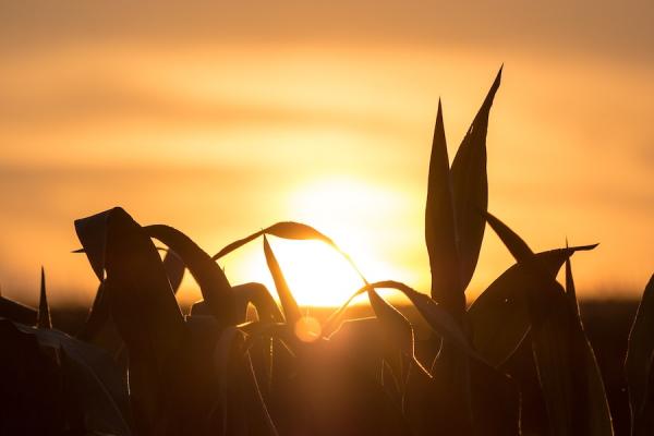 Une philosophie de l’agriculture régénérative consiste à nourrir d’abord le sol pour nourrir les plantes.(Image : T. Q. / Unsplash)