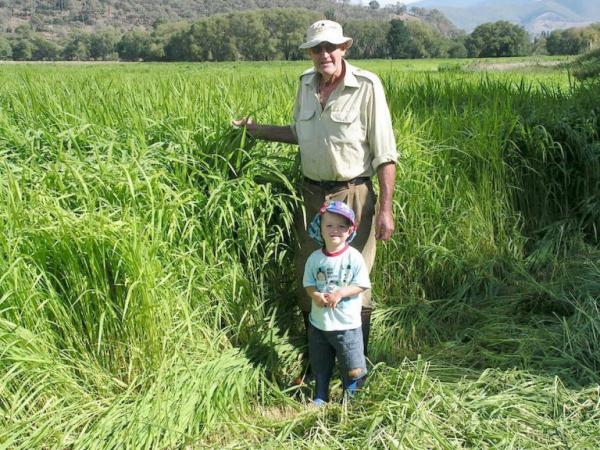 Johnny Whitsed et son petit-fils, Zac Whitsed s’émerveillent de la croissance de l’herbe pour la récolte à venir, obtenue grâce à l’agriculture biologique et régénérative. (Image : Keenan Whitsed)