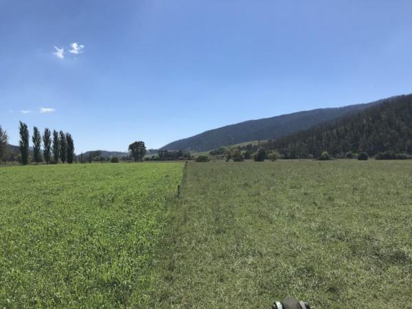 L’enclos de gauche utilise une nouvelle technologie de régénération du sol, SoilKee Renevator, alors que l’enclos de droite ne le fait pas. (Image : Keenan Whitsed)