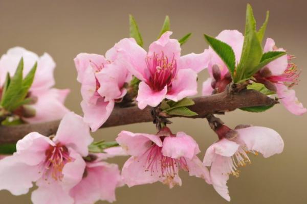 Les fleurs de pêcher sont considérées comme un signe de bonne fortune pour ceux qui sont nés dans l’année du bœuf. (Image : hockeyholicsAZ / flickr / CC BY 2.0)