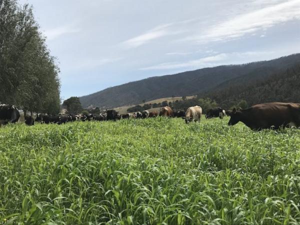 Les vaches se régalent d’une herbe dont la hauteur dépasse celle de leur ventre, dans l’enclos des Blancs. (Image : Keenan Whitsed)