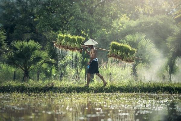 Pendant la dynastie Han, les 24 divisions solaires étaient clairement définies et utilisées en particulier pour l’élevage et l’agriculture. (Image : Sasin Tipchai / Pixabay)